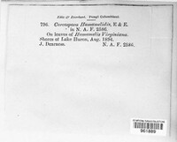 Passalora hamamelidis image